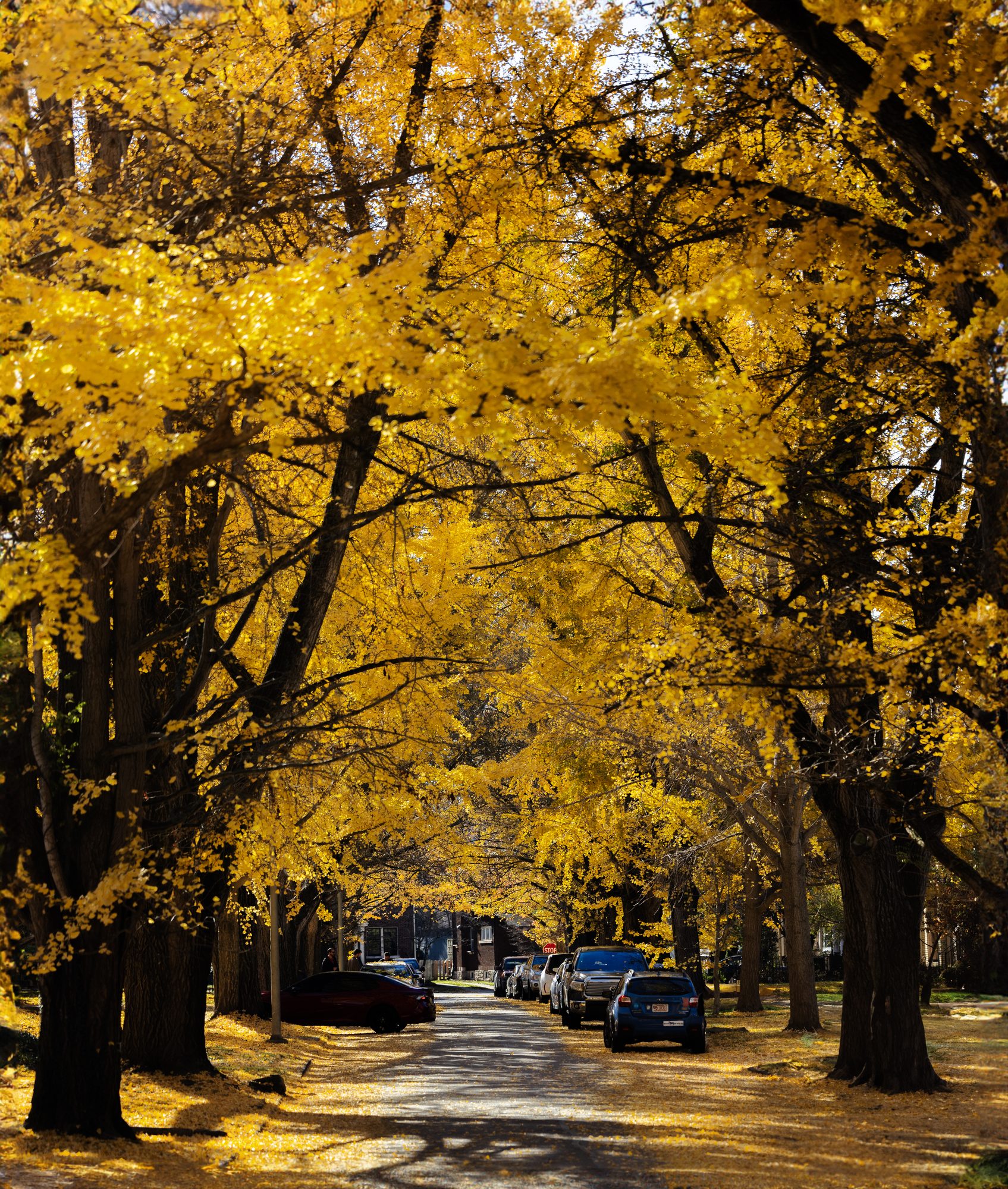 Fall in Lexington, Kentucky