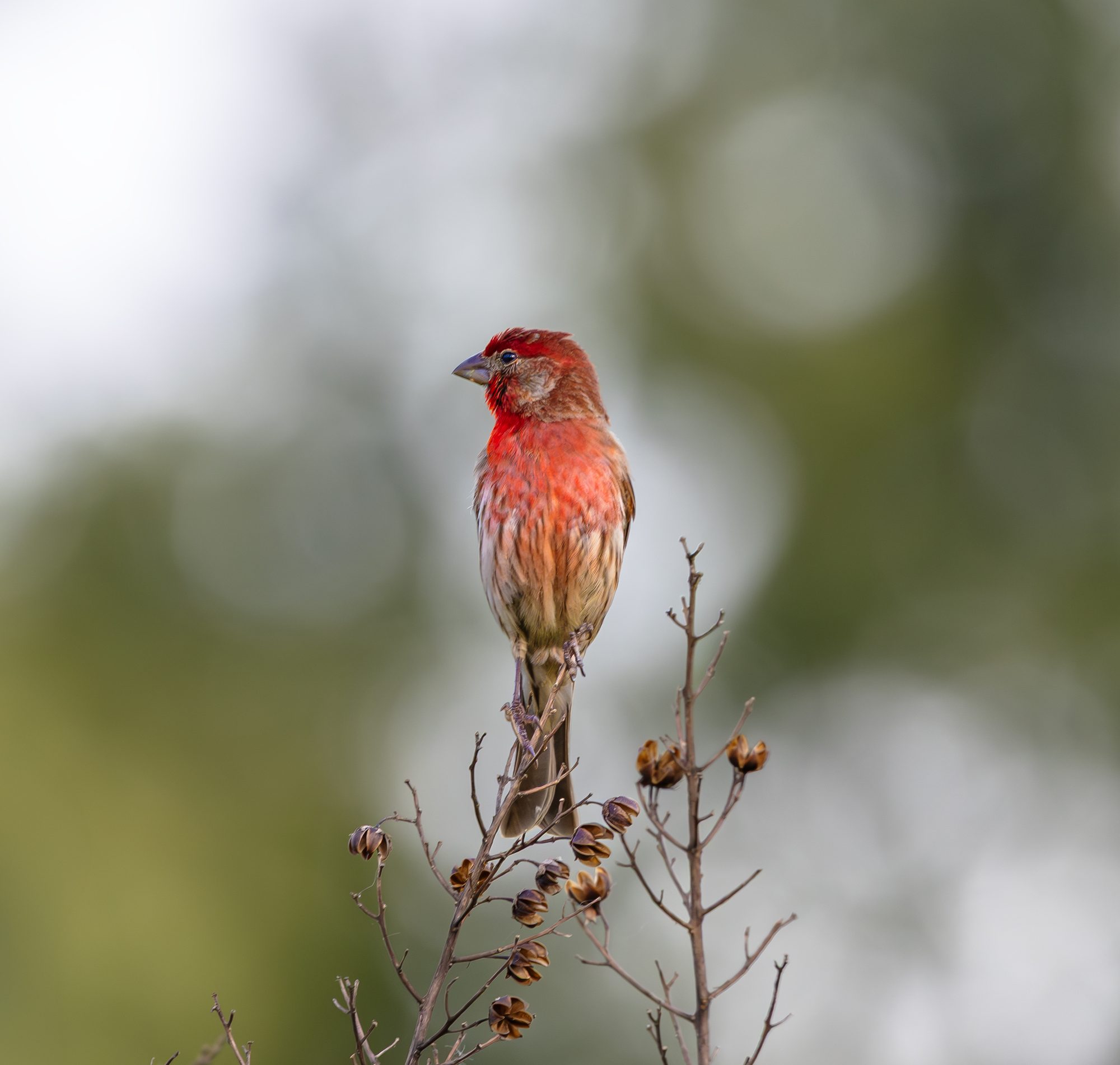 House Finch