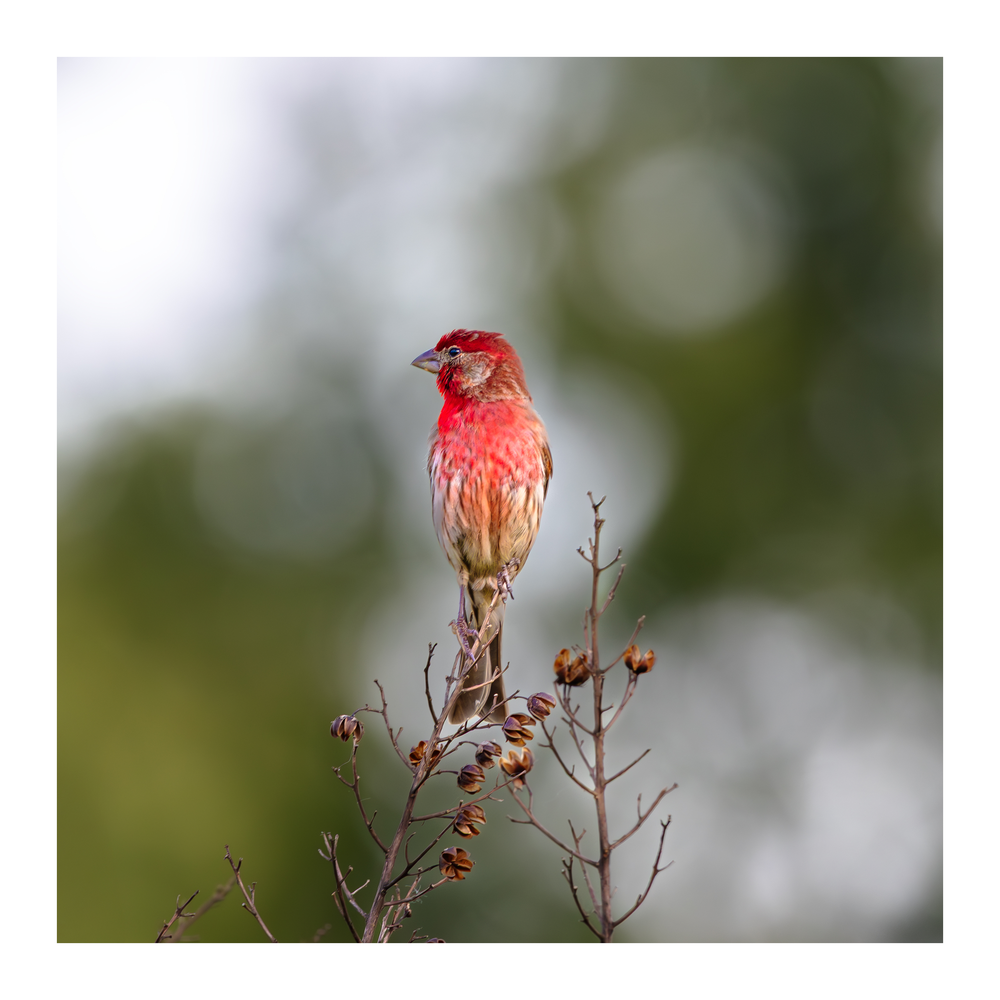 House Finch