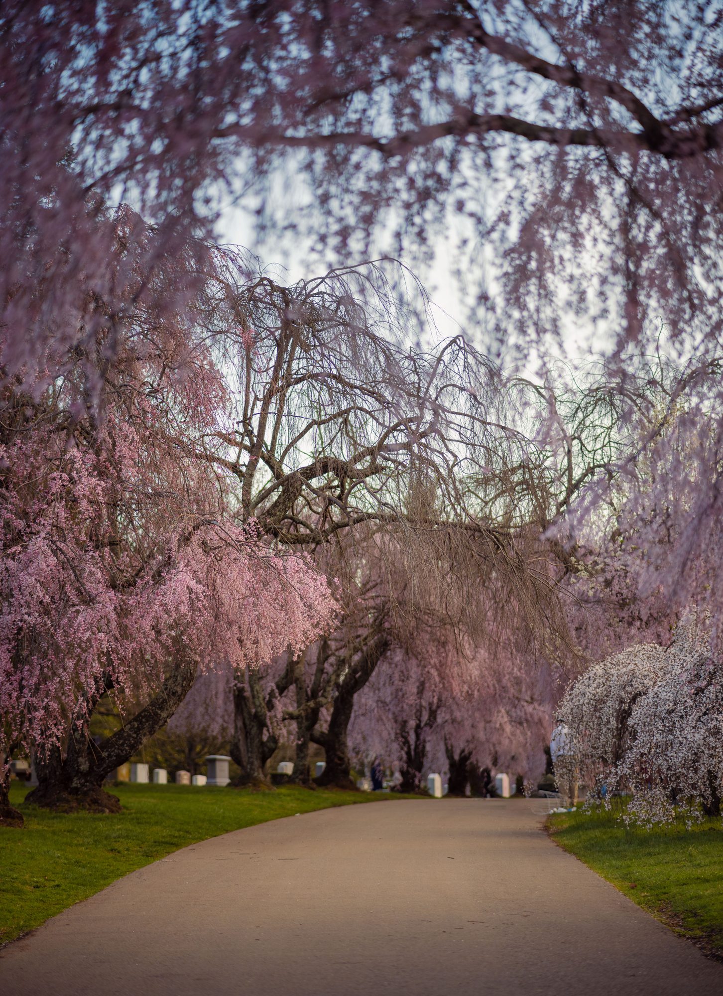 Spring in Lexington, Kentucky